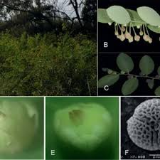 Image result for Phyllanthus polyspermus