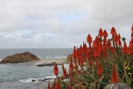The flowers develop yellow and white spots and splashes in summer heat. Gorgeous Flowers In Laguna Beach Picture Of Laguna Beach Orange County Tripadvisor