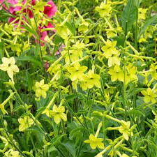 We did not find results for: Tobacco Lime Green Nicotiana Alata Seeds Select Seeds
