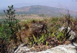 Image result for Pleopeltis macrocarpa