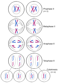 Check spelling or type a new query. Meiosis Reduction Division