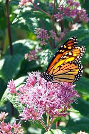Milkweed Milkweed Milkweed Flower Milkweed Plant