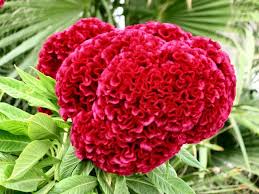 Celosia Aka Brains After Brain Coral Look April November Seltsame Blumen Schmetterlingspflanzen Rote Blumen