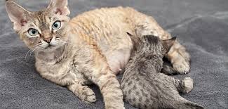 Kedi Sezeryan Operasyonu Ne Zaman Yapilir