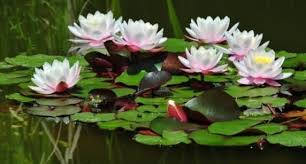 Dewi tunjung biru, jamu tunjung biru, khasiat bunga tunjung biru, manfaat bunga tunjung biru, tunjung biru mp3, tunjung biru wedding. Sarana Sembahyang Bunga Teratai Terbaik Dupa Pengusir Roh Jahat