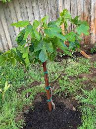 Nematodes rarely kill fig plants but do cause them to drop fruit and stunt their growth. How Young Is This Fig Tree And When Will It Bear Fruit Backyardorchard