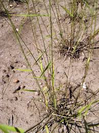 Image result for Leptochloa coerulescens