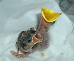 Add a dripper, bubbler or to your bird bath. How To Care For A Newborn Baby Bird Newborn Baby