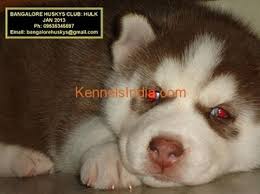 Husky puppies german shepherd husky puppy malamute siberian husky shepherd alaskan malamute husky x husky dogs samoyed white husky. Siberian Husky Puppy For Sale In Bangalore