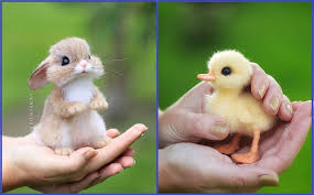 Gambar kartun comel, johor bahru. Haiwan Comel Ini Diperbuat Dari Bulu 14 Gambar