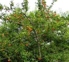 Image result for Ximenia americana