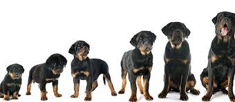 Use A Puppy Growth Chart To Determine Size Care Com