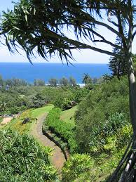 Image result for Pandanus sp. B