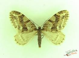 Image result for Trichopteryx