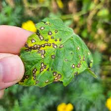 Image result for Septoria leaf spot of tomato