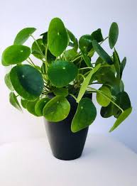 Indoors, you can treat a money tree as a bonsai plant and prune it regularly, or let it grow to its maximum inside height of about 8 feet. Pilea Peperomioides Chinese Money Plant Guide Our House Plants