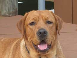 Red English Lab English Labrador Labrador Dog Fox Red Labrador