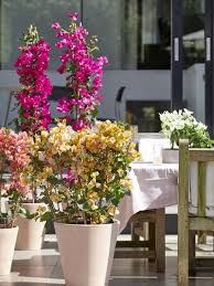 Beautiful bougainvillea flowers are the perfect plants to own in your conservatory or garden. Bougainvillea The Joy Of Plants