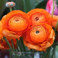 Image result for Ranunculus volkensii