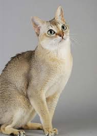 However, shedding does vary among the breeds. Singapura Cat The World S Smallest And Friendliest Cat Breed
