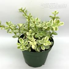 Image result for Portulacaria