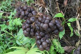 It is cultivated in other regions as a food crop, and report. Salak Palm A Guide For Tropical Permaculture Porvenir Design