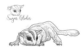 Maybe you would like to learn more about one of these? Drawing Of Sugar Glider On White Background Stock Vector Illustration Of Isolated Australia 77046954