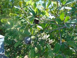 Image result for Diospyros