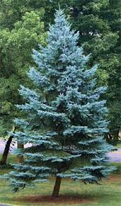 I cannot stress enough how happy i am to say that the california gull is not an endangered bird species. Utah Fun Facts State Symbols Photos Visitor Info