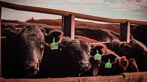 How many millions in a billion australia. China S Ban On Australian Beef Costing Hundreds Of Millions And Putting People Out Of Work Abc News