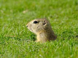 So, to get rid of the unwanted gophers, james uses the castor oil granules. How To Get Rid Of Gophers Naturally Guide Without Poison Or Gas Install It Direct