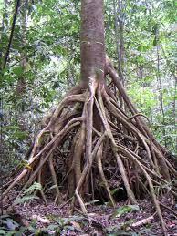 Image result for Musanga