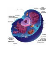 Origin and early evolution of. Animal Cell Study Resources