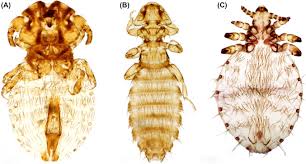 Why do cats groom each other? Linognathus Setosus An Overview Sciencedirect Topics