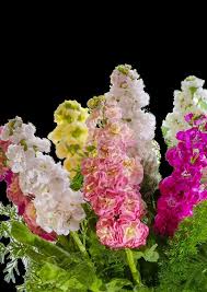 Image result for Matthiola