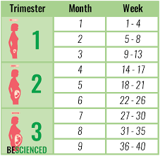 how to calculate pregnancy in weeks months and trimesters