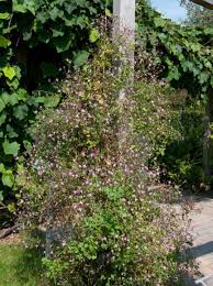 They prefer their heads in the sun and their roots in the shade, so use other. Clematis Triternata Rubromarginata Mandel Waldrebe Rubromarginata