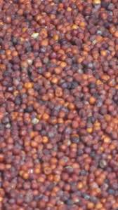 Twitter cocklod- cute features and groomed bush