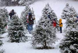 365 Things To Do In South Shore Ma Each Day I Ll Post A New Fun Thing To Do On South Shore Ma Christmas Tree Farm Tree Farms Christmas Spirit