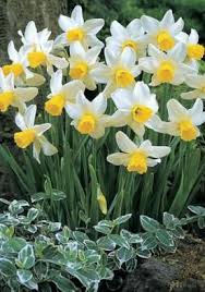 Jack Snipe Bulbs Daffodils Bulbs Jack Snipe Buy Daffodils Flower Bulbs Online Bloms Bulbs Uk An Award Winning Suppl Daffodils Bulb Flowers Daffodil Bulbs