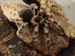 This is the point where the tarantula usually stops eating for a bit and prepares its body for the stresses of molting its exoskeleton. Bug Bytes Old World Vs New World Tarantulas Montana Public Radio