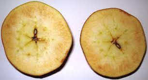 Du könntest das obst trotzdem normal verwenden. Fleischbraune Wikipedia