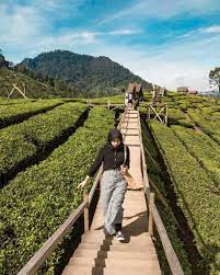 Dowes29.com informasi terbaru lengkap mengenai alamat lokasi dan harga tiket masuk wisata kebun teh malabar pangalengan bandung. Wayang Windu Bike Park Nikmati Sunset Di Tengah Kebun Teh Pangalengan