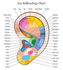Ear Reflexology Chart Description White