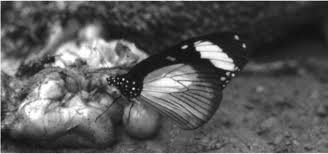 Image result for Lepidotrichilia