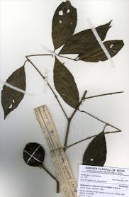 Image result for Rothmannia urcelliformis