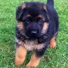 How Much Does A German Shepherd Cost?