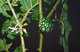 Image result for Solanum aculeatissimum