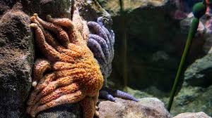 Image result for Stellaria sennii