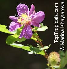 Image result for Clappertonia ficifolia